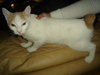 Nilla the Petite Manx