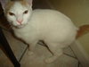 Nilla the Petite Manx