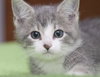 Nate the Sweet Kitten