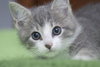 Nate the Sweet Kitten