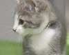 Nate the Sweet Kitten