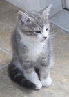 Nate the Sweet Kitten