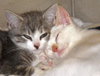 Nate the Sweet Kitten