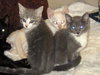 Nate the Sweet Kitten