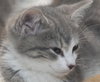 Nate the Sweet Kitten