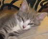 Nate the Sweet Kitten