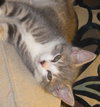 Nate the Sweet Kitten
