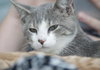 Nate the Sweet Kitten
