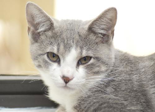 Nate the Sweet Kitten