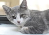 Nate the Sweet Kitten
