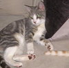 Nate the Sweet Kitten