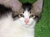 Siku the dog loving Kitten