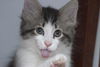 Siku the dog loving Kitten