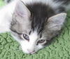 Siku the dog loving Kitten