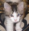 Siku the dog loving Kitten