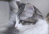 Siku the dog loving Kitten