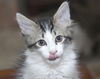 Siku the dog loving Kitten