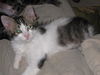 Siku the dog loving Kitten
