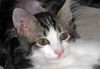 Siku the dog loving Kitten