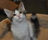 Siku the dog loving Kitten