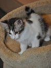 Siku the dog loving Kitten