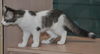 Siku the dog loving Kitten