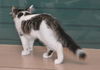 Siku the dog loving Kitten