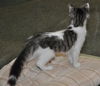 Siku the dog loving Kitten