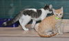 Siku the dog loving Kitten