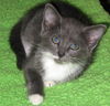 Lulu the Bath Time Kitten
