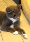 Lulu the Bath Time Kitten