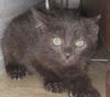 Ashes the Kitten