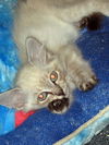 Jena the Lynx Point Siamese Kitten