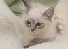 Jena the Lynx Point Siamese Kitten