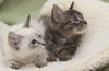 Jena the Lynx Point Siamese Kitten