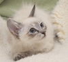 Jena the Lynx Point Siamese Kitten