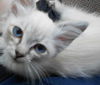Jena the Lynx Point Siamese Kitten