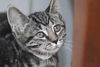 Honey the Gentle Purr Machine Kitten