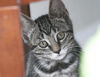 Honey the Gentle Purr Machine Kitten