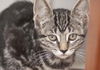 Honey the Gentle Purr Machine Kitten