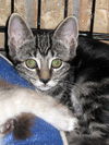 Honey the Gentle Purr Machine Kitten