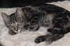 Honey the Gentle Purr Machine Kitten