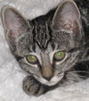 Honey the Gentle Purr Machine Kitten