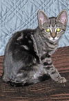 Honey the Gentle Purr Machine Kitten