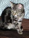 Honey the Gentle Purr Machine Kitten