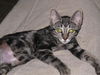 Honey the Gentle Purr Machine Kitten