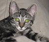 Honey the Gentle Purr Machine Kitten