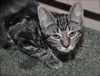Honey the Gentle Purr Machine Kitten