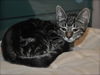 Honey the Gentle Purr Machine Kitten