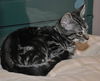 Honey the Gentle Purr Machine Kitten